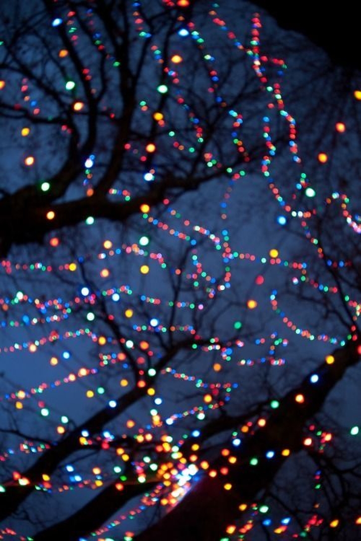 шпалери branch, night