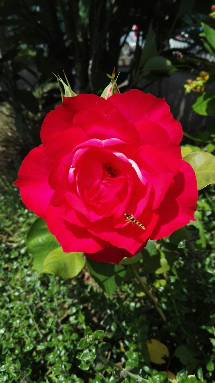 Bee on rose.