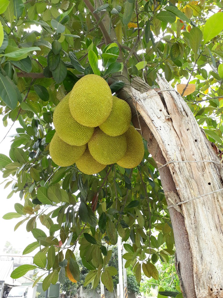 Jackfruit 波羅蜜