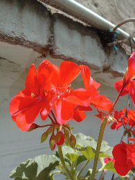 Flores rojas