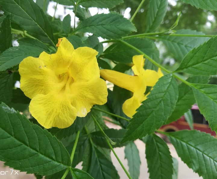 Yellow Flower