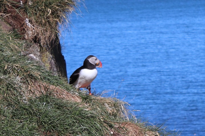 Puffins in Iceland