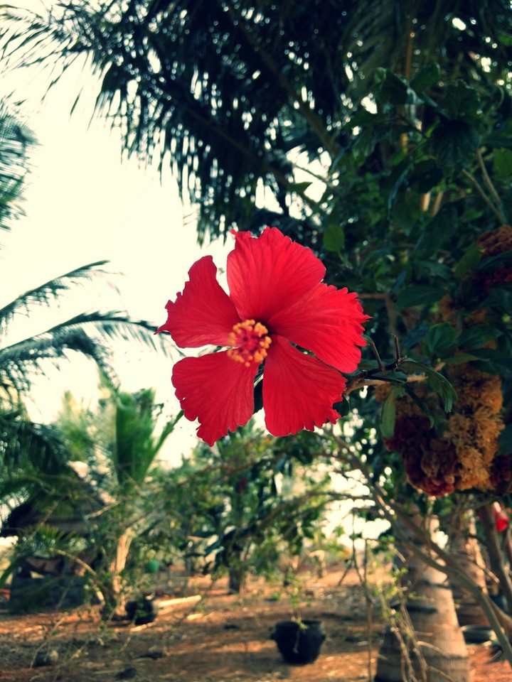red