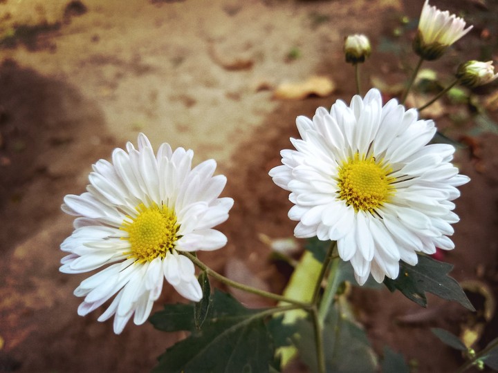 Winter flowers