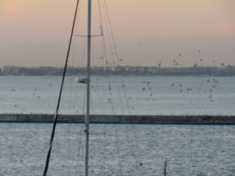 Sea