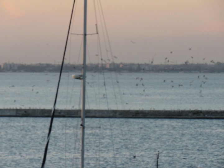 Sea