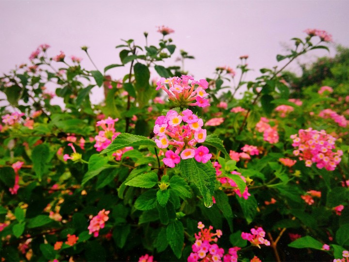 forest flowers