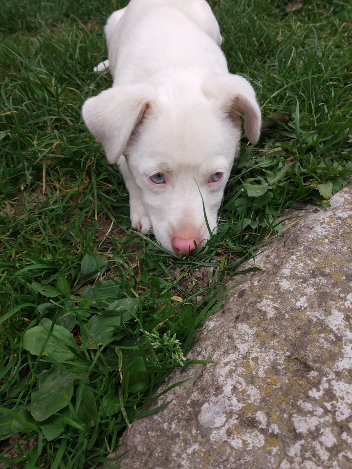 Dog