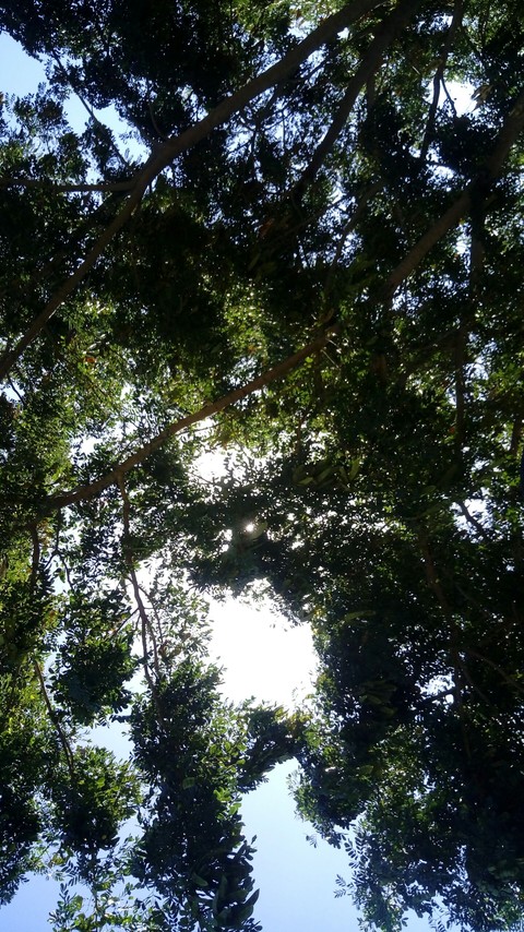 nature