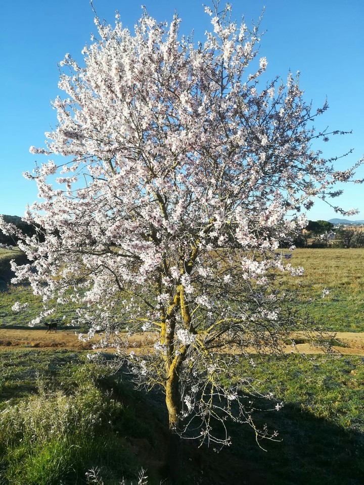 Almendro en flor