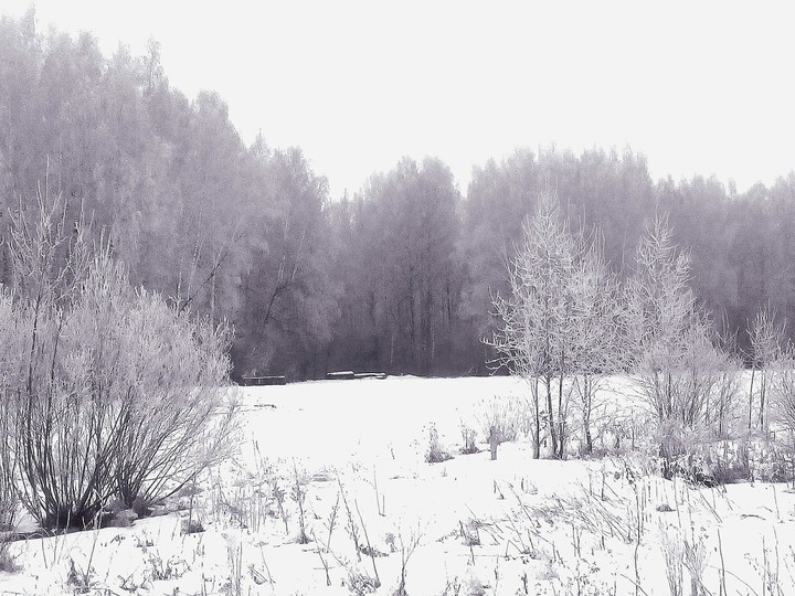 Зимний лес, Россия/Winter Forest, Russia