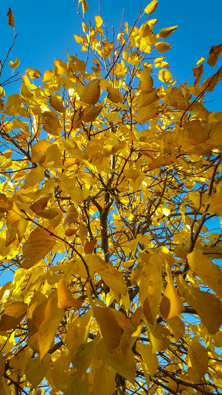Autumn Leaves