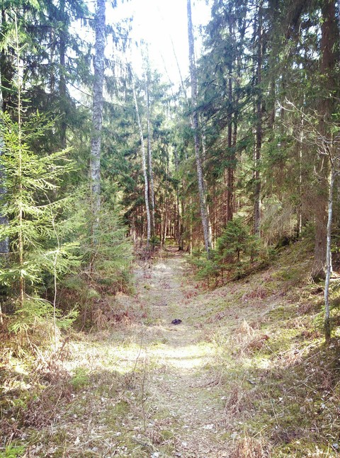 fondos de pantalla wilderness, woodland