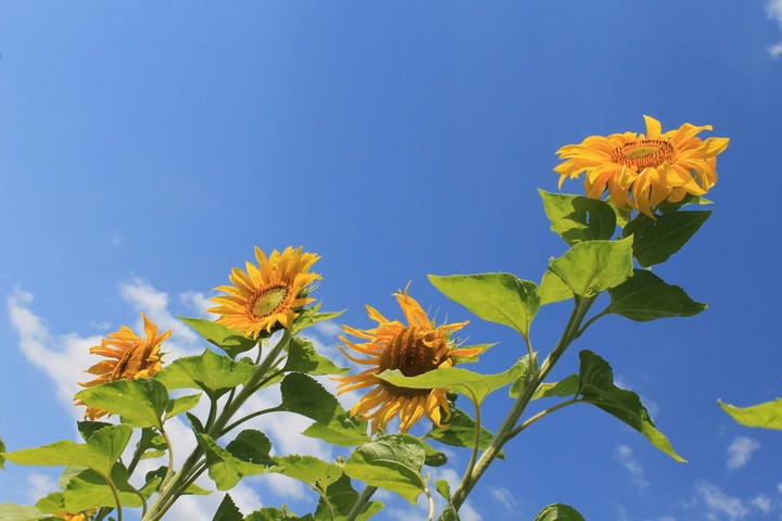 Summer