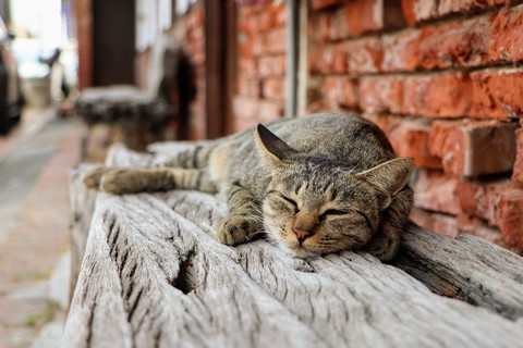 laid-back Cat