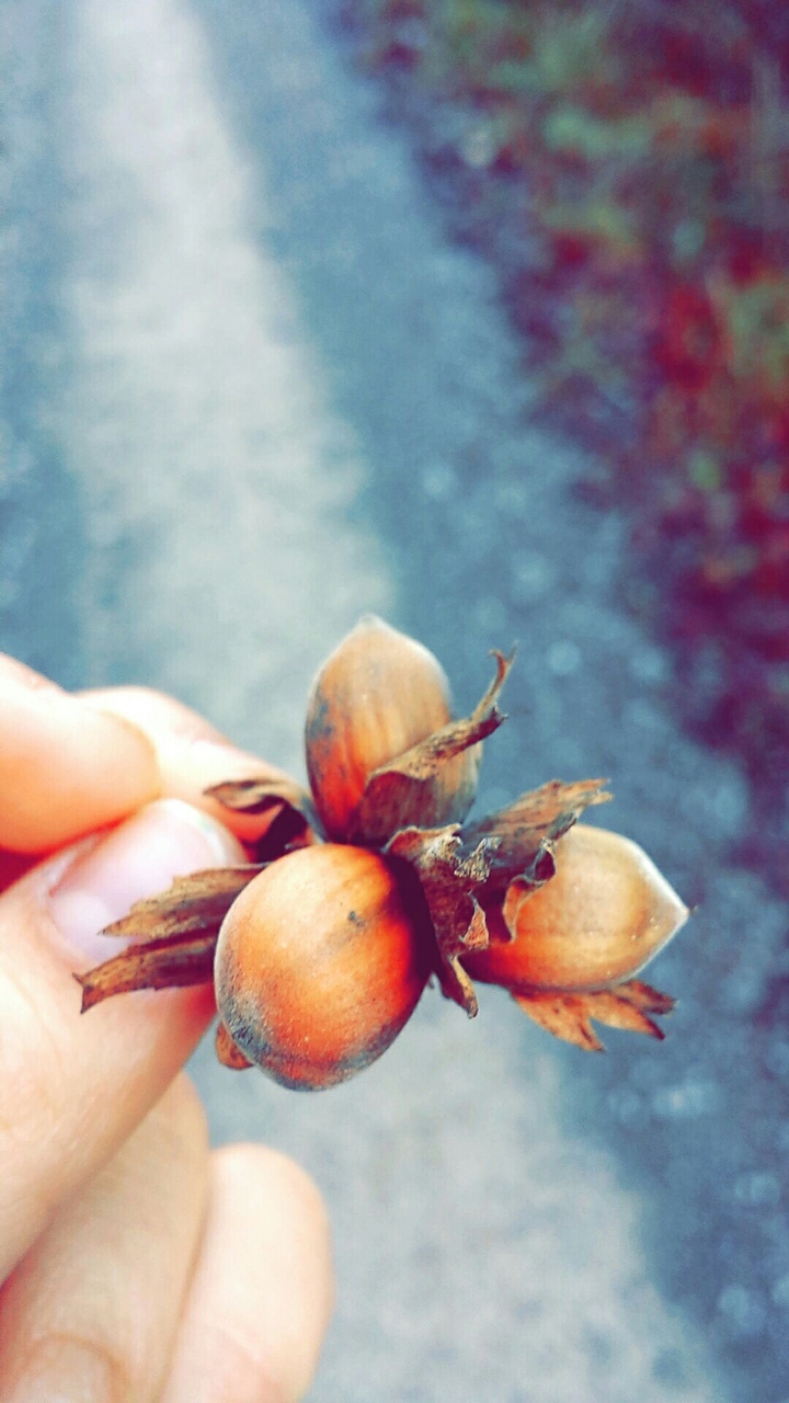 hazelnut