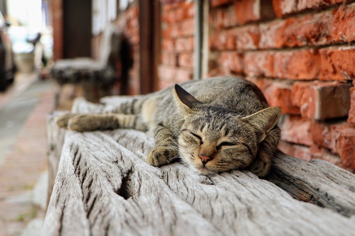 laid-back Cat