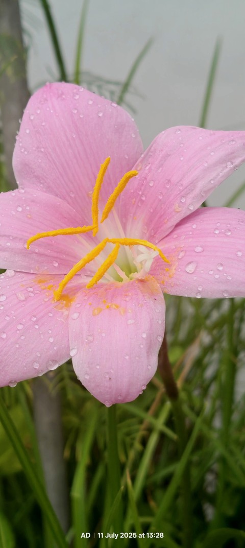 шпалери flower, pedicel