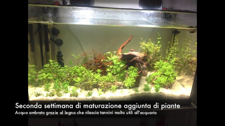 il mio acquario col filtro