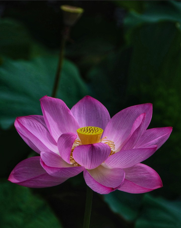 Lotus