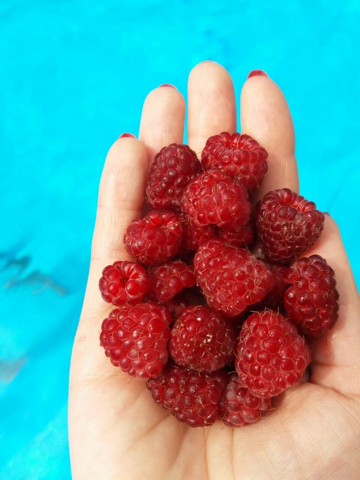 pretty raspberry