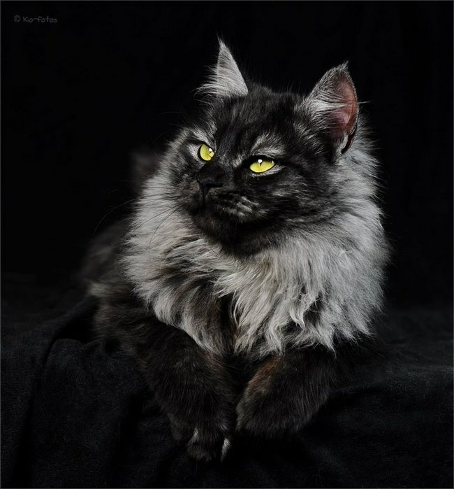 кошка