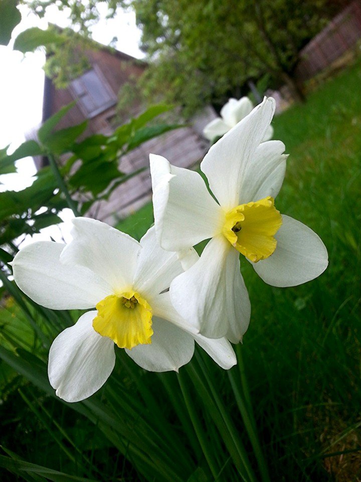 • narcissus