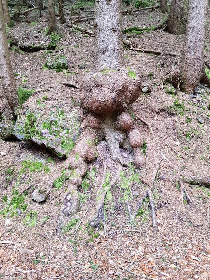 wood
