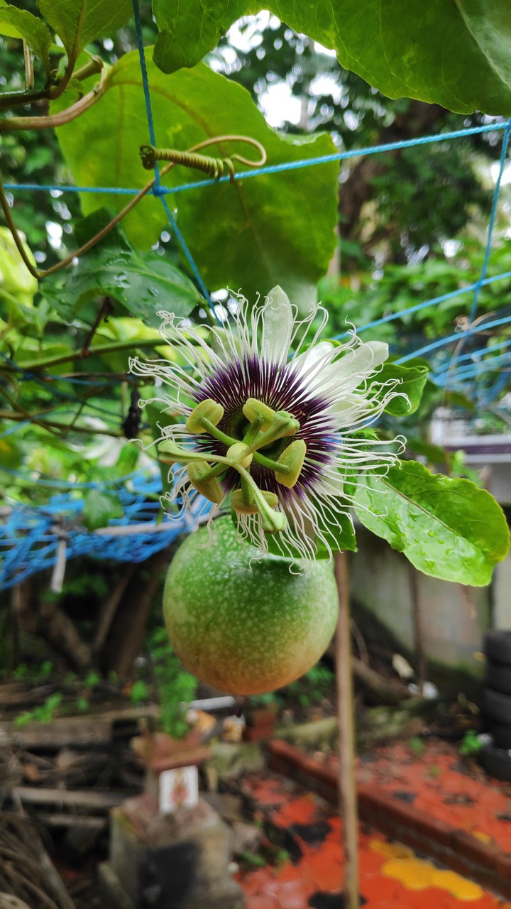 passion fruit