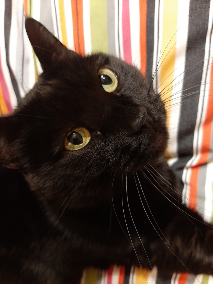 blackcat