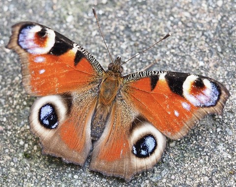 pollinator, Close-up वॉलपेपर