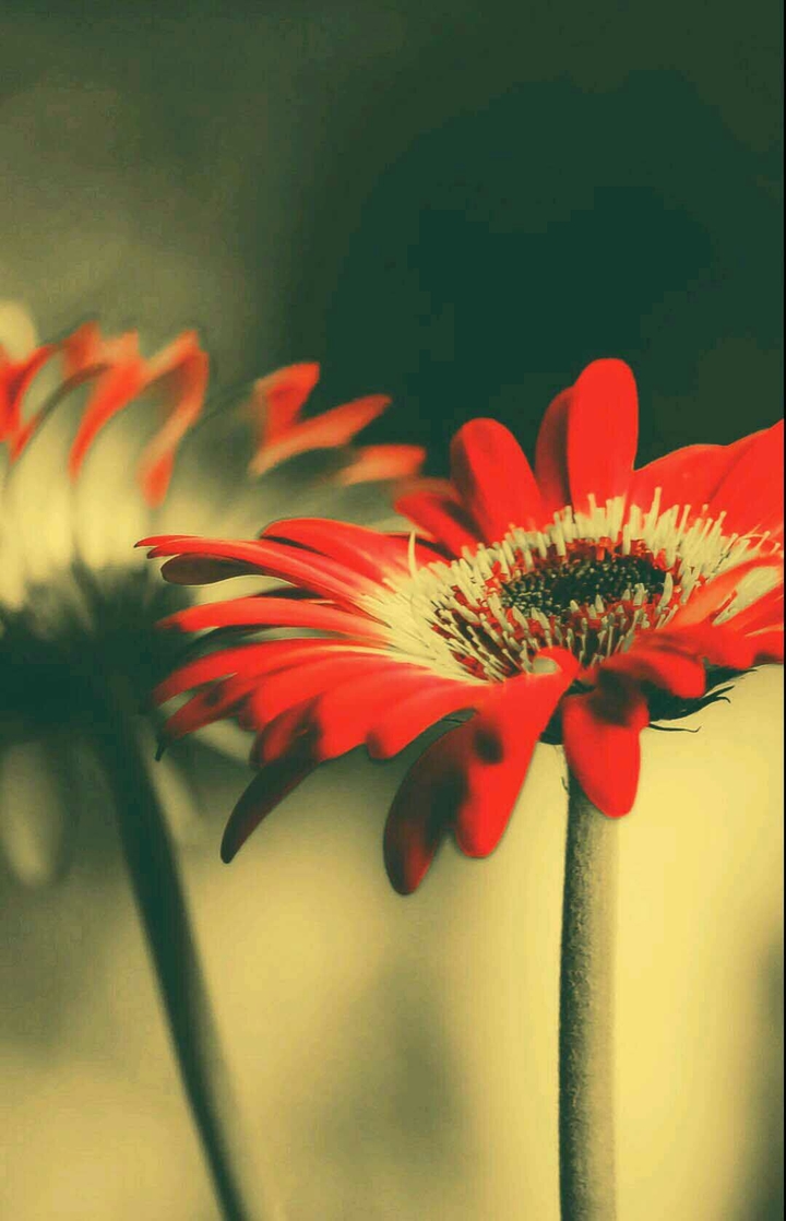 Beautiful Flower