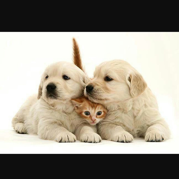cane 