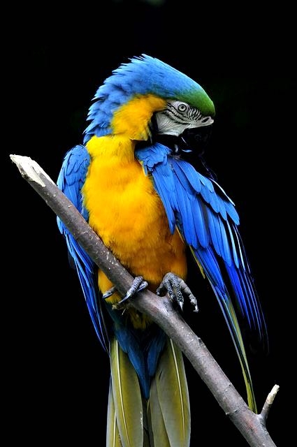 macaw