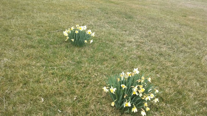 spring flowers