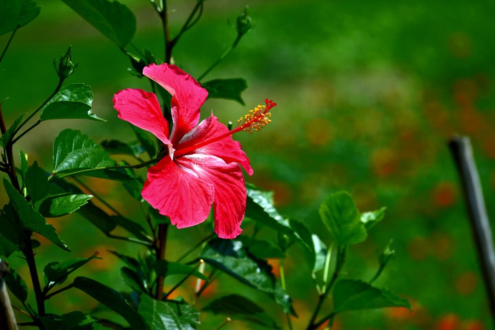 flowers