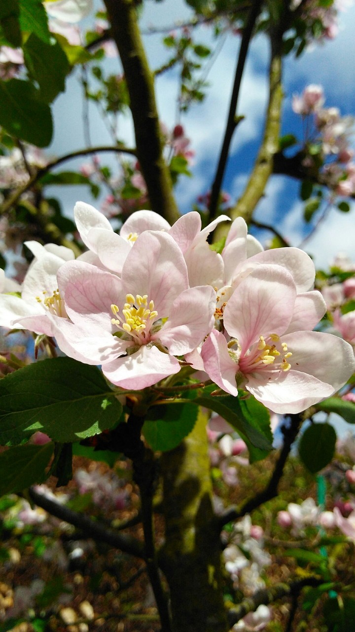 blossom