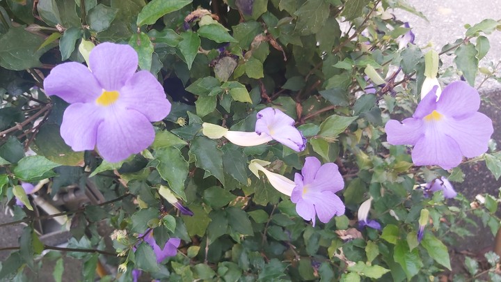 flowers