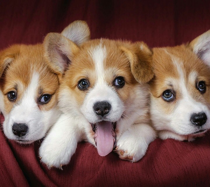 sweet .n. cute puppy