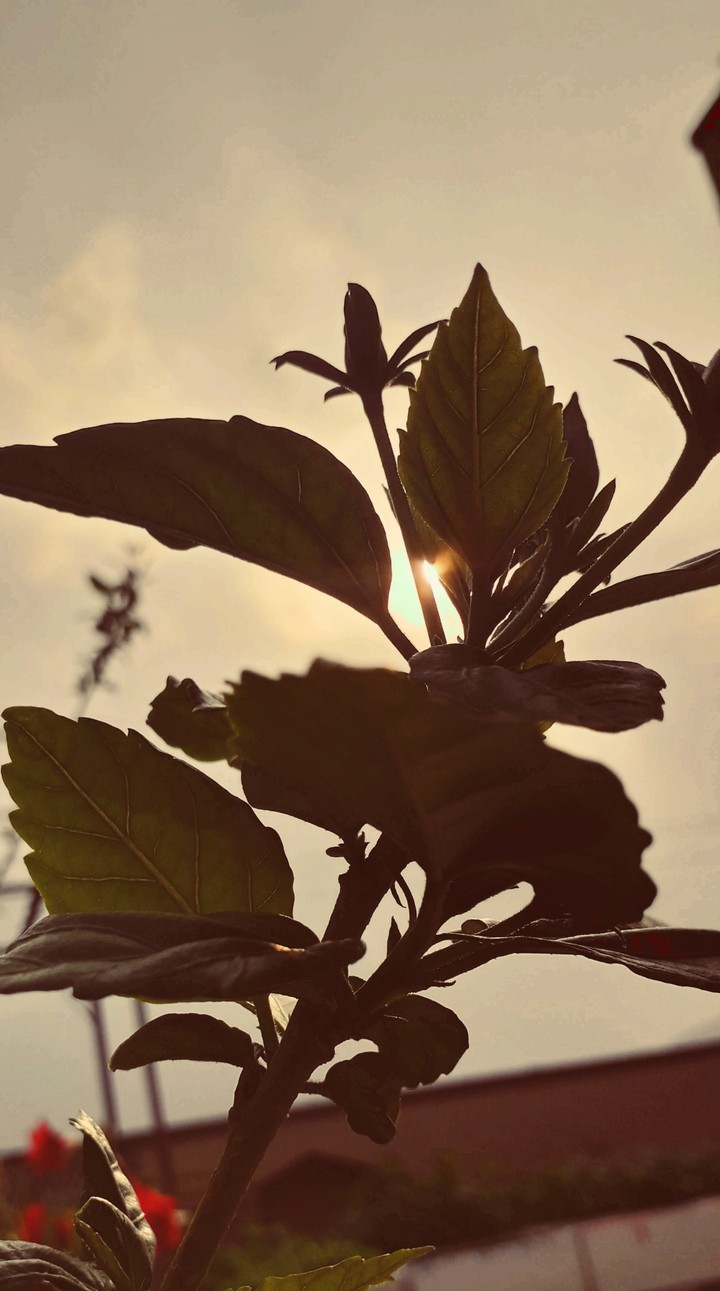 Sunray!