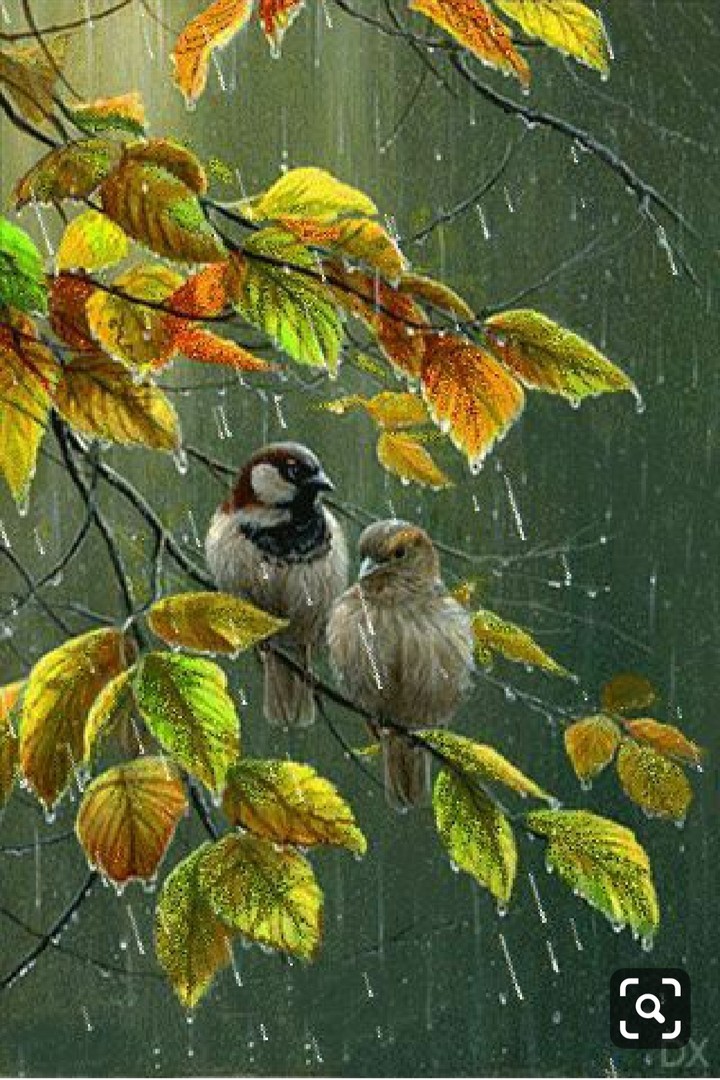 rain