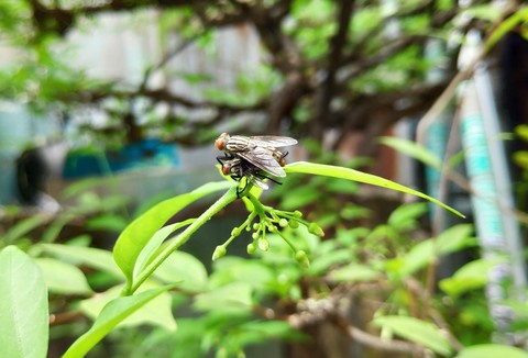 fly