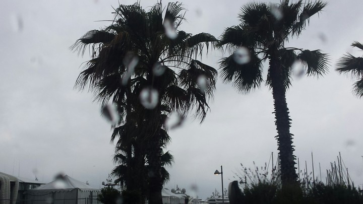 palm