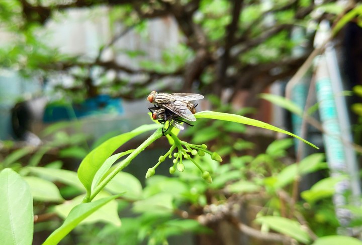 fly