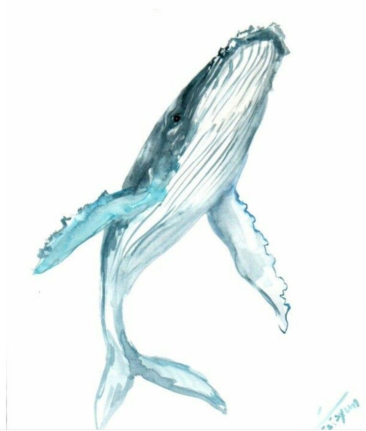 blue whale