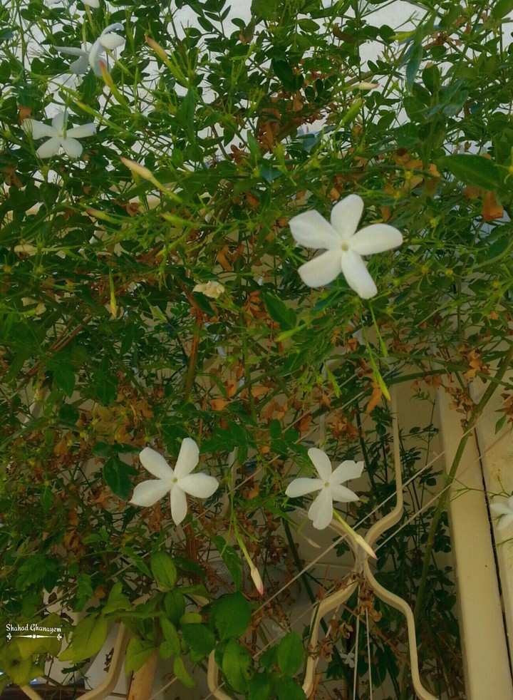 flower