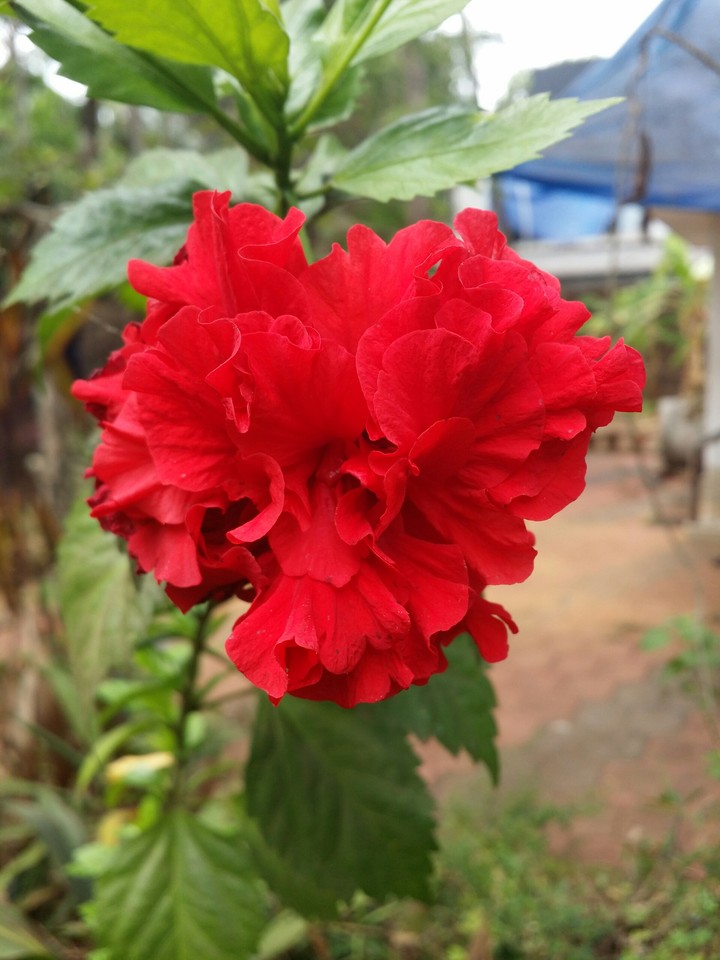 Hibiscus(Shoeblack Plant)