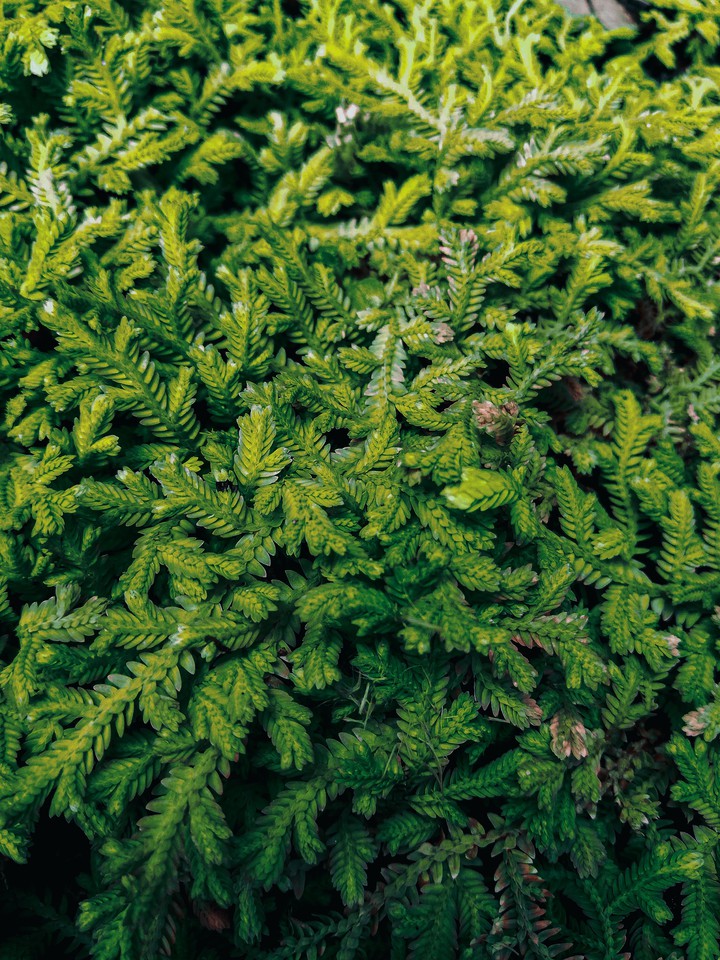 Verde oliva
