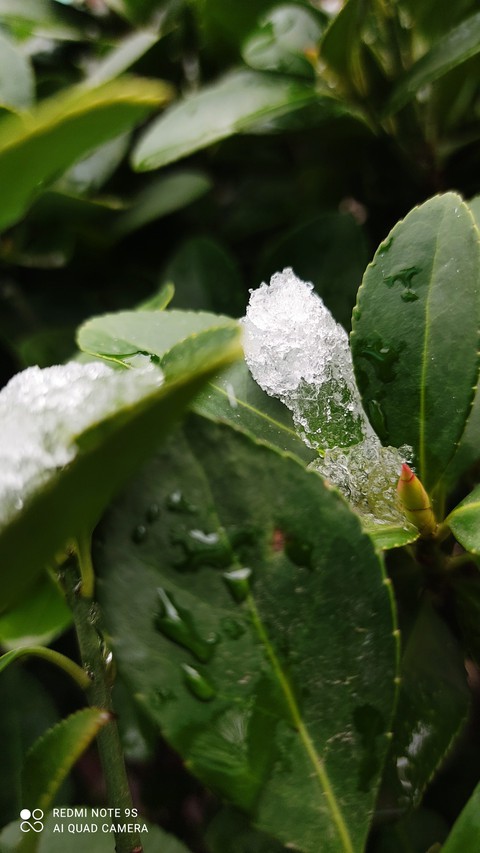 sfondi plant, dew