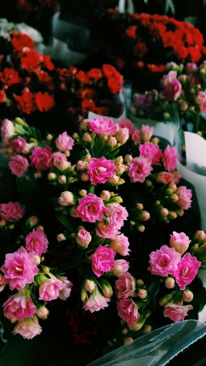 Roses